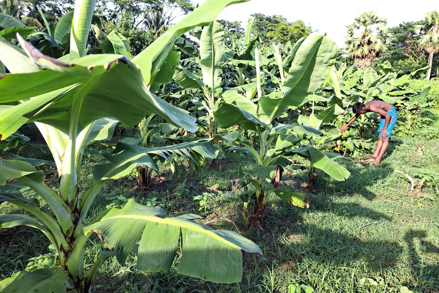 A farmer nursing his banana field at Bowalia in Sadar upazila of Gopalganj — FE Photo