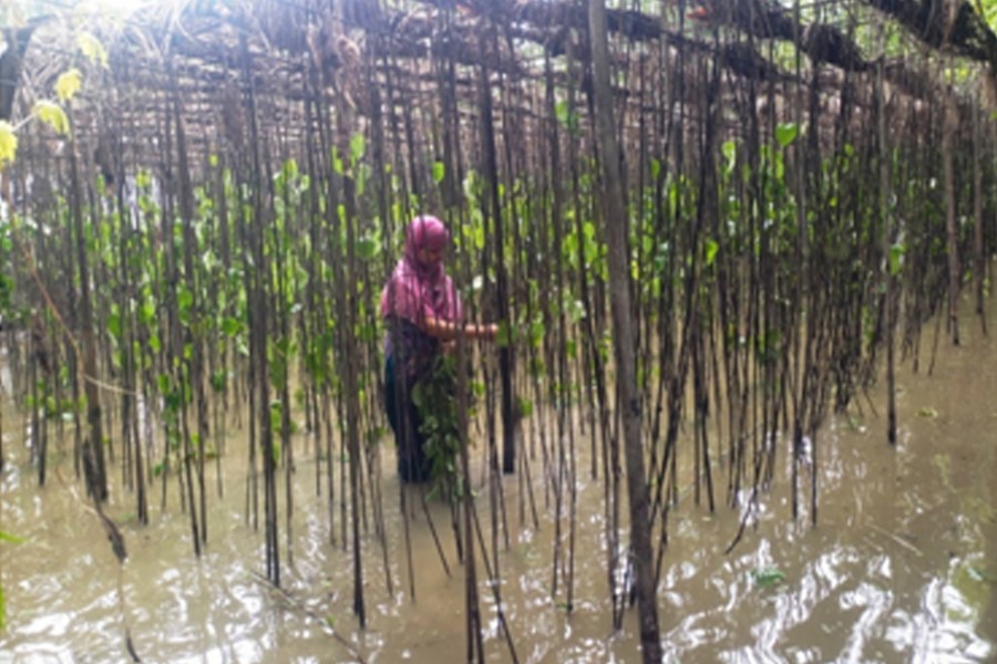 A female betel leaf farmer taking care of plants in an inundated field in Mohojompur village under Haimchar upazila in Chandpur district — FE Photo
