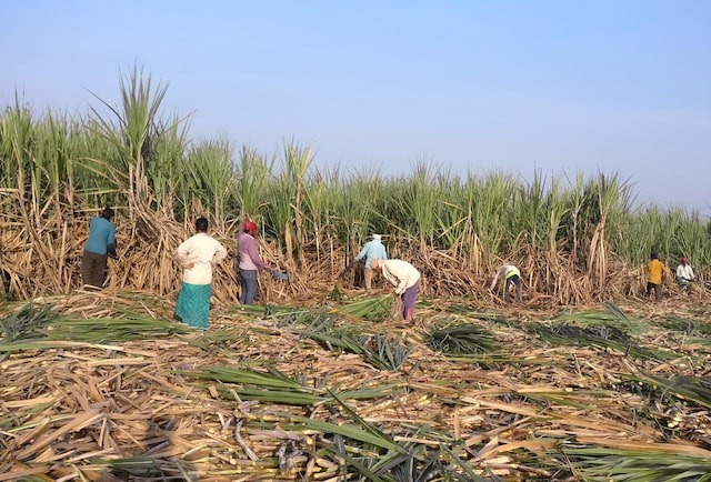 Workers harvest sugarcane in a filed in Gove village in the western state of Maharashtra, India on November 5, 2018 — Reuters/File