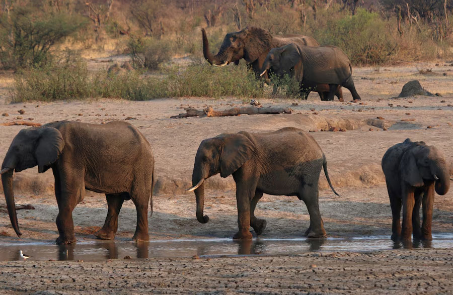 A group of elephants are seen near a watering hole inside Hwange National Park, in Zimbabwe, October 23, 2019.