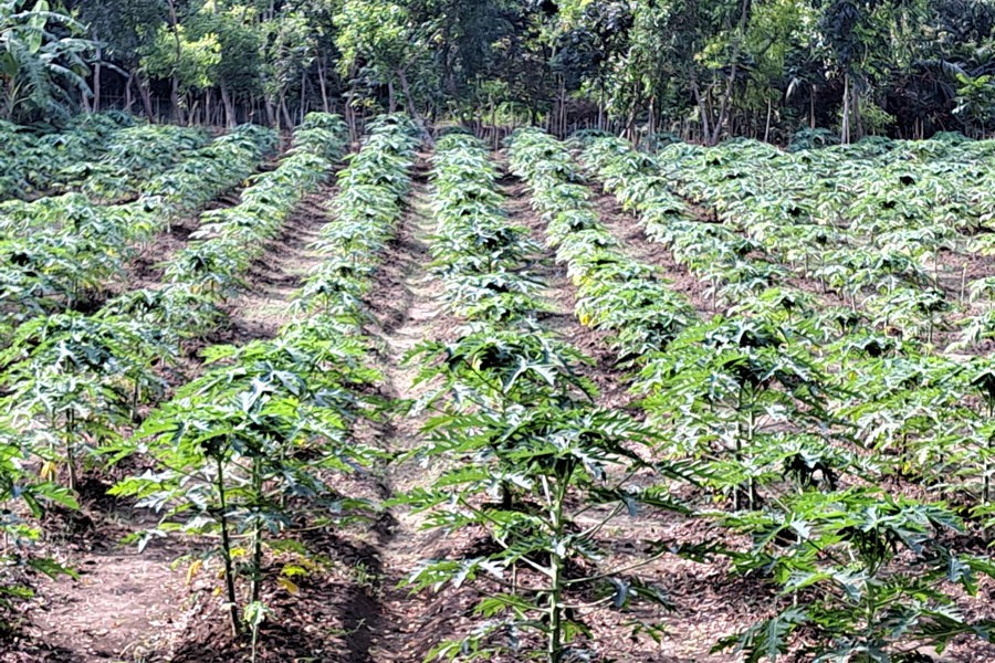 Partial view of a papaya field in Pona area under Kasiani upazila of Gopalganj district