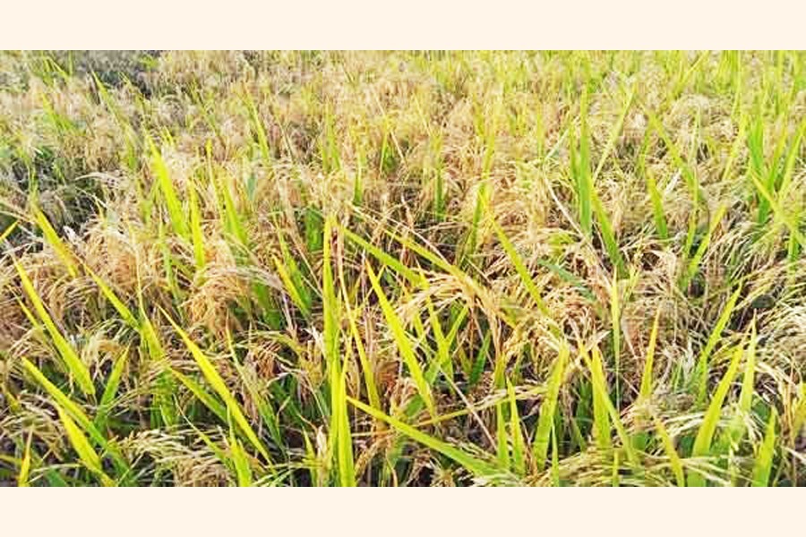 Photo shows blast attacked paddy field at a village in Sunamganj district —FE Photo