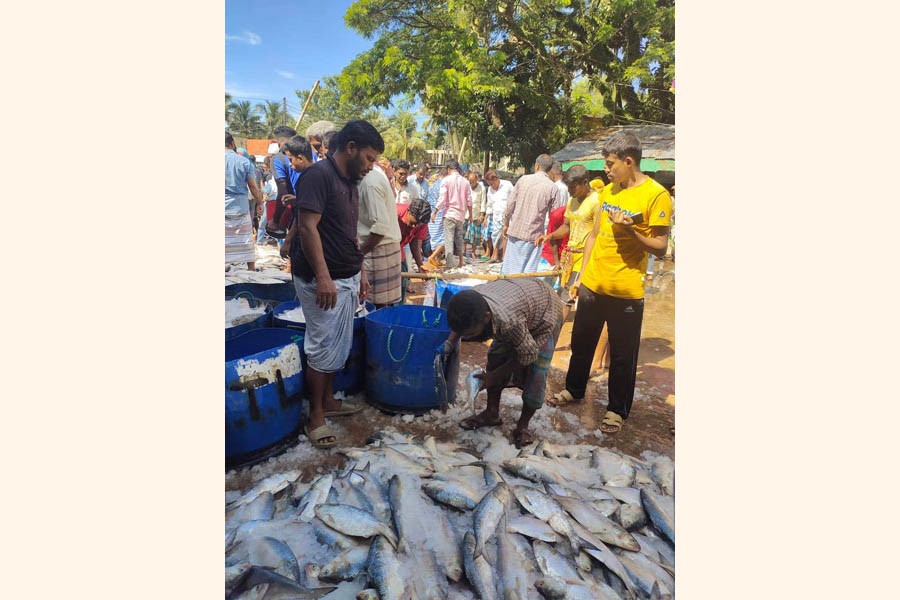 Fishermen are busy organising hilsa at Cox's Bazar Fisheries Landing Centre in Cox's Bazar district town to sell the national fish at local markets