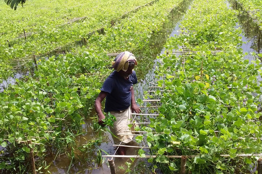 A farmer busy cleaning weeds from bean plants in a submerged field at Muladuli village in Ishwardi upazila of Pabna district —FE Photo