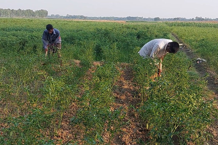 Farmers busy taking care of a chili field in Borongail village under Shibalaya upazila of Manikganj distric