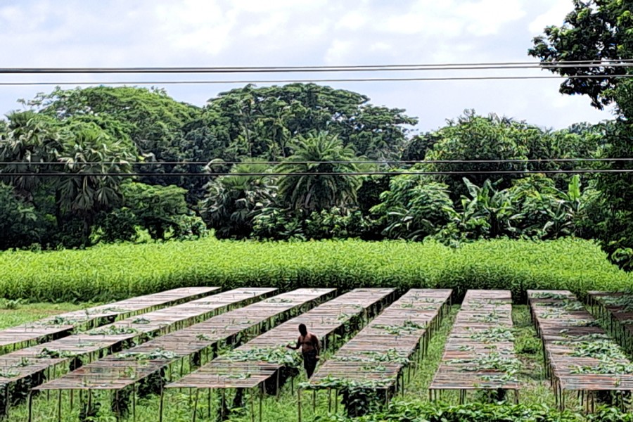 A farmer working in his teasel gourd field at Kutibari village in Gopalganj Sadar upazila