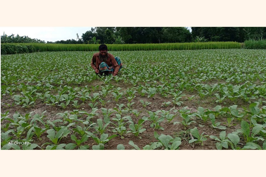 A grower takes care of his early winter vegetable field in Ranipukur area of Mithapukur upazila in Rangpur district