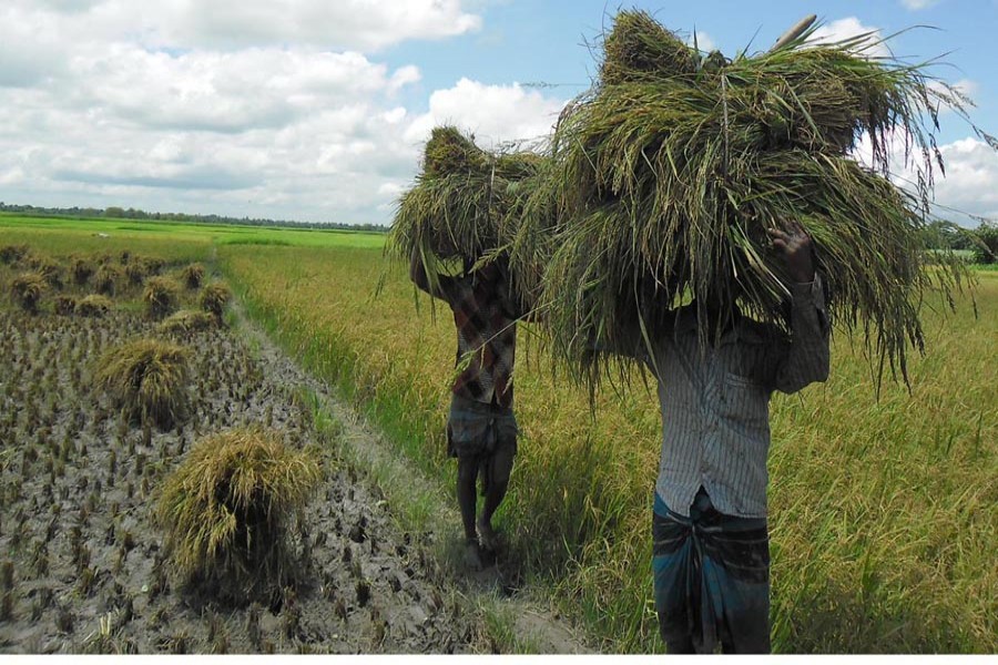 An Aman paddy field in Jamira village of Palashbari upazila under Gaibandha district (left) and farmers busy harvesting Aman paddy in Jagla village under Magura Sadar upazila — FE Photos