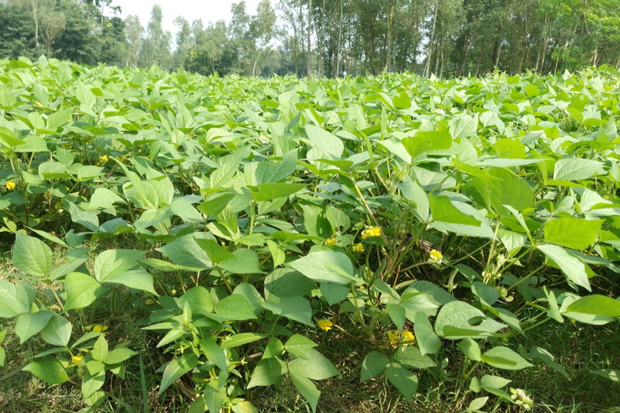 Photo shows partial view of a mashkalai field at Razarampur village of Magura Sadar upazila (left) and at a village in Gobindaganj upazila of Gaibandha district