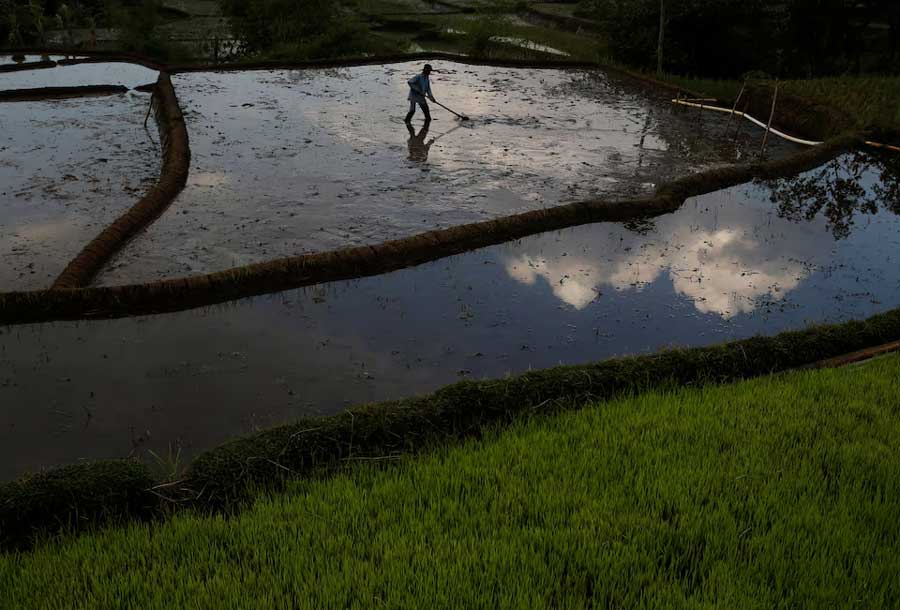 A farmer works in a paddy field at Cikawao village in Majalaya, West Java province, Indonesia, September 22, 2017.