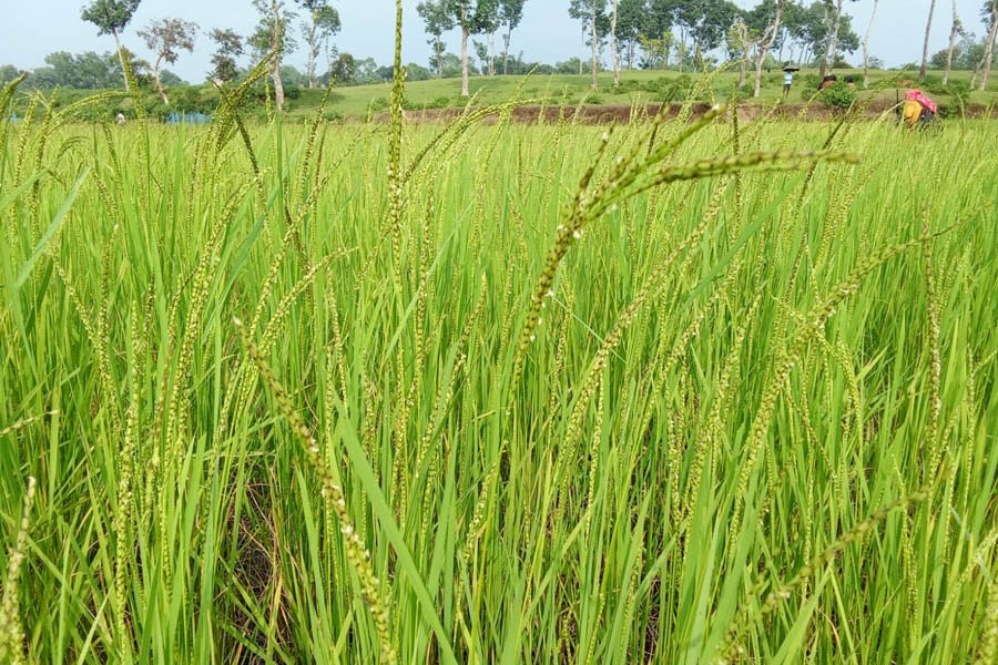 Partial view of a black rice paddy field at Shamshernagar village in Komolganj upazila of Moulvibazar district