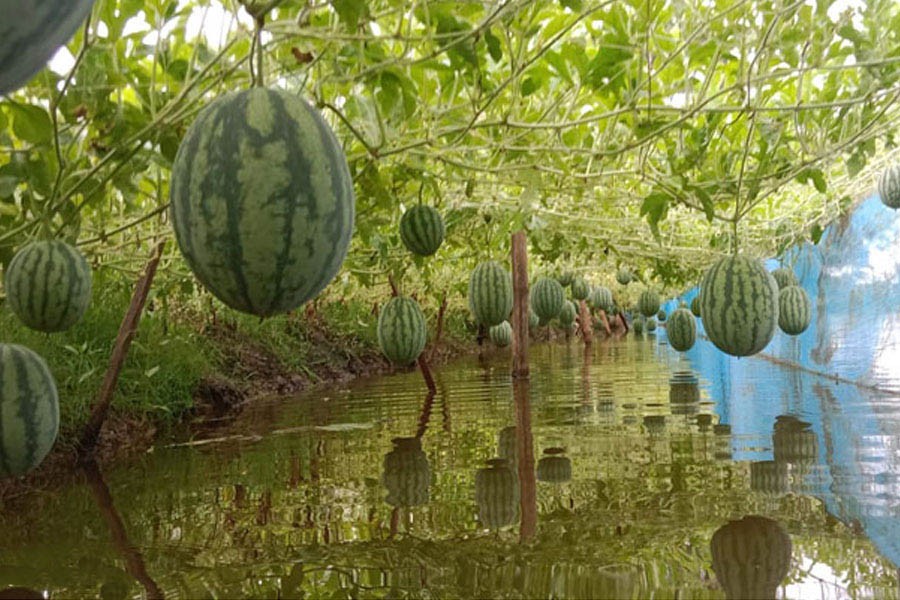 A large number of off-season watermelons swing under a scaffold at Raghunathpur in Gopalganj Sadar upazila in the district