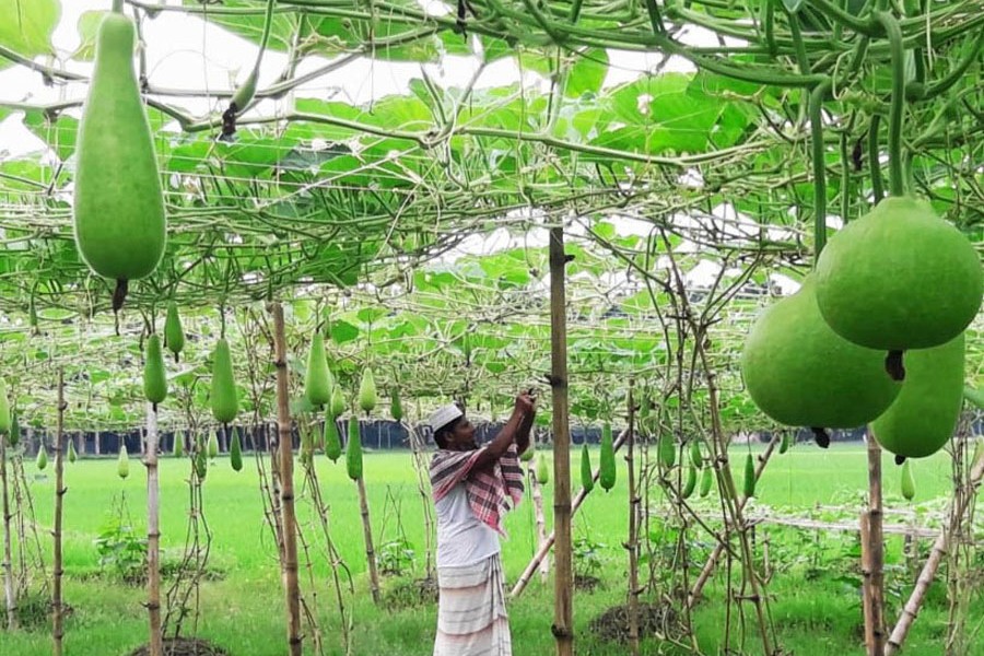 A farmer busy taking care of his gourd field in Atgharia upazila of Pabna district