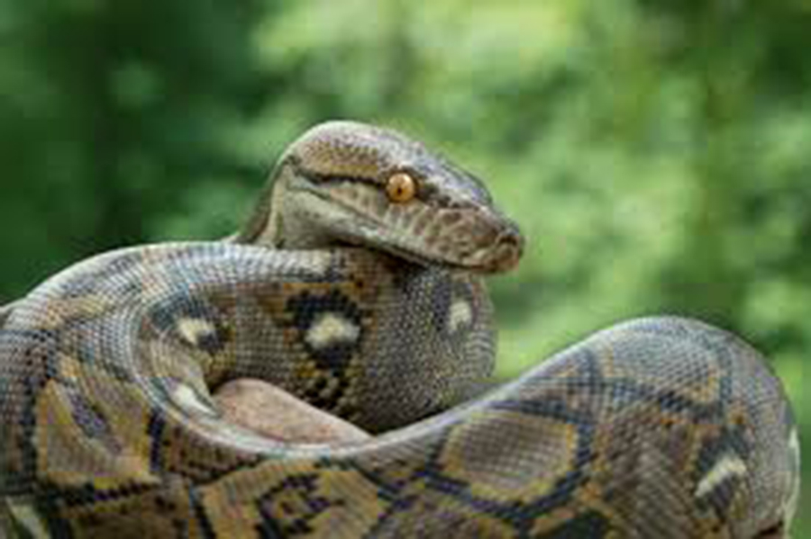 Sundarbans Python 10-feet python released into Sundarbans in Khulna | The Financial Express