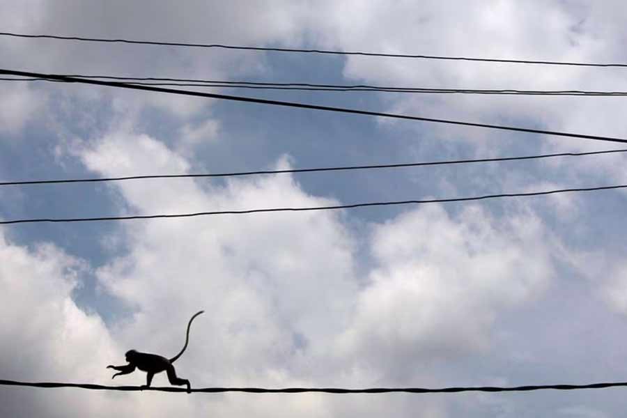 A monkey walking on main power lines over a road in Colombo –Reuters file photo