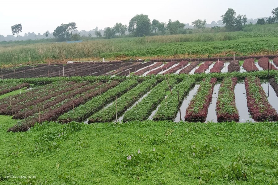 A partial view of a floating vegetable garden at Mitrodanga village under Tungipara Upazila of Gopalganj