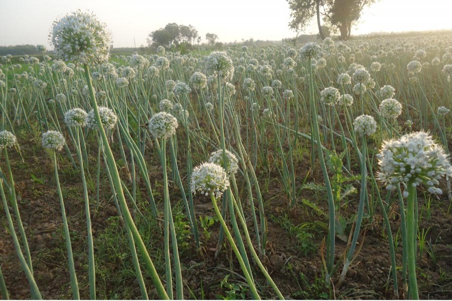 An onion field, meant for seed production, at Kathakhali village in Magura sadar upazila