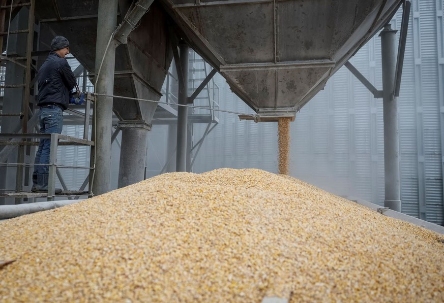 A load of corn is poured into a truck, at a grain storage facility in the village of Bilohiria, Khmelnytskyi region, Ukraine April 19, 2023. REUTERS/Gleb Garanich