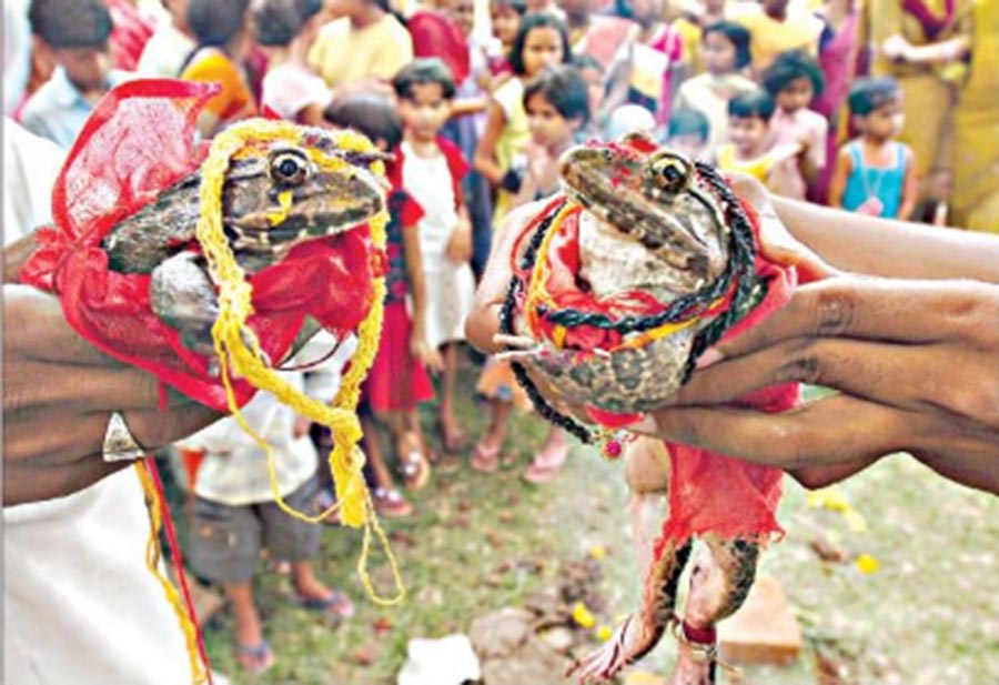 বৃষ্টির জন্য অনেক অঞ্চলেই দেওয়া হয় ব্যাঙের বিয়ে, ছবি: বিবাহবিডি