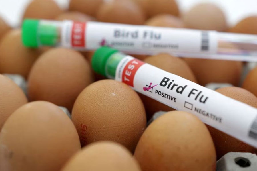 Test tubes labelled 'Bird Flu' and eggs are seen in this picture illustration, Jan 14, 2023.