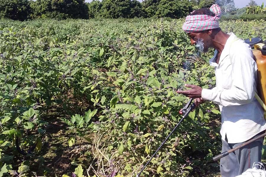 A farmer spraying insecticide of his eggplant field at Nimtullapur village in Himayeetpur union of Pabna Sadar upazila