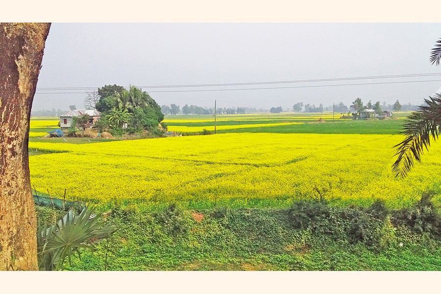 A mustard field is in full bloom. The photo was taken from a village in Pabna district on Sunday