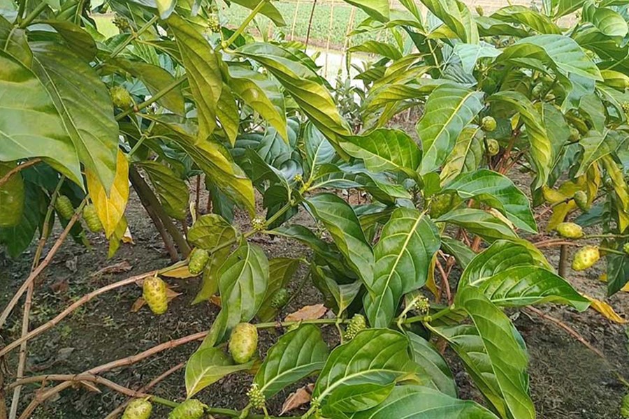 Partial view of an African Noni fruit garden at Narayanpur village in Benapole municipality area