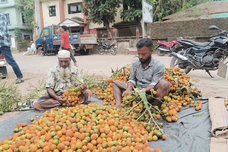 Farmers busy sorting out betel nut at a village on the Inani coast of Jaliapalong union in Ukhia upazila of Cox's Bazar district