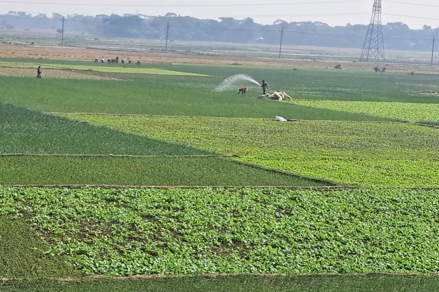 Farmers irrigating onion field at Arua Kongshur in Maharajpur union under Muksudpur upazila of Gapalganj district