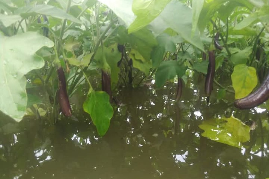 The photo shows a waterlogged brinjal field at a village in Gaibandha district