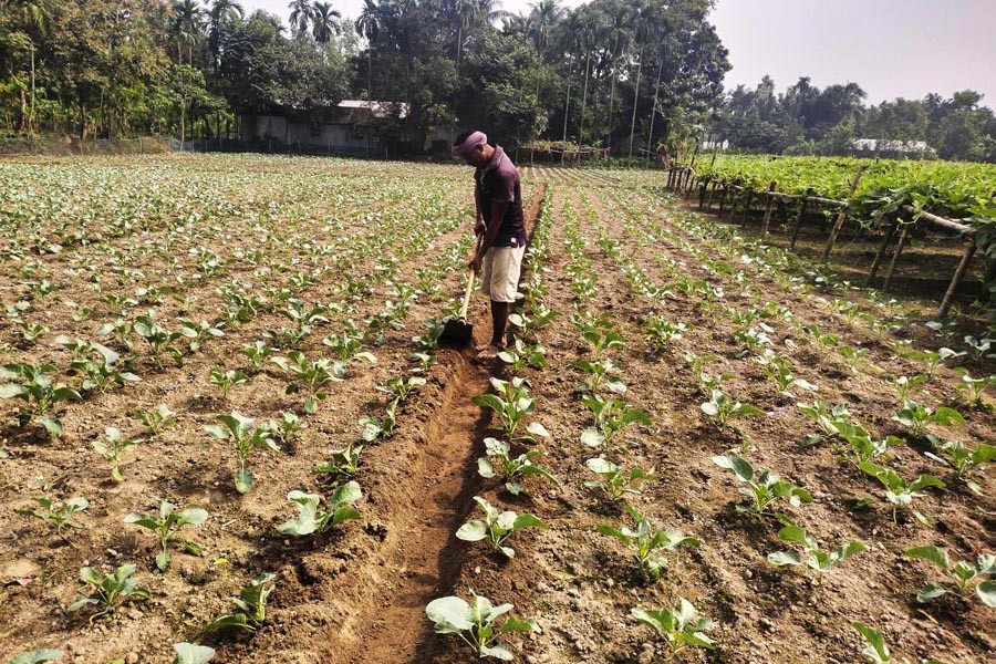A farmer busy taking care of his cauliflower field at Mogolhat village in Lalmonirhat Sadar upazila — FE file photo
