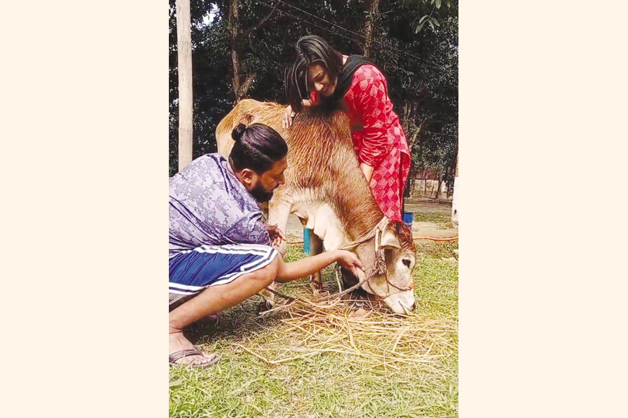Afrin Akhter Nun with her husband and business partner, Abdul Alim Shishir managing one of the cattle