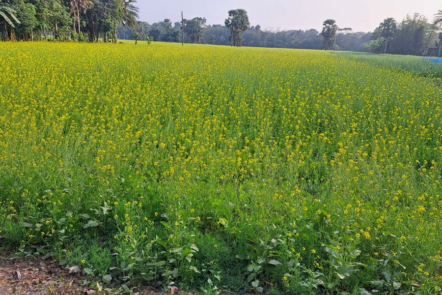 A BARI-17 mustard field at Singhipara in Borni Union of Tungipara Upazila in Gopalganj