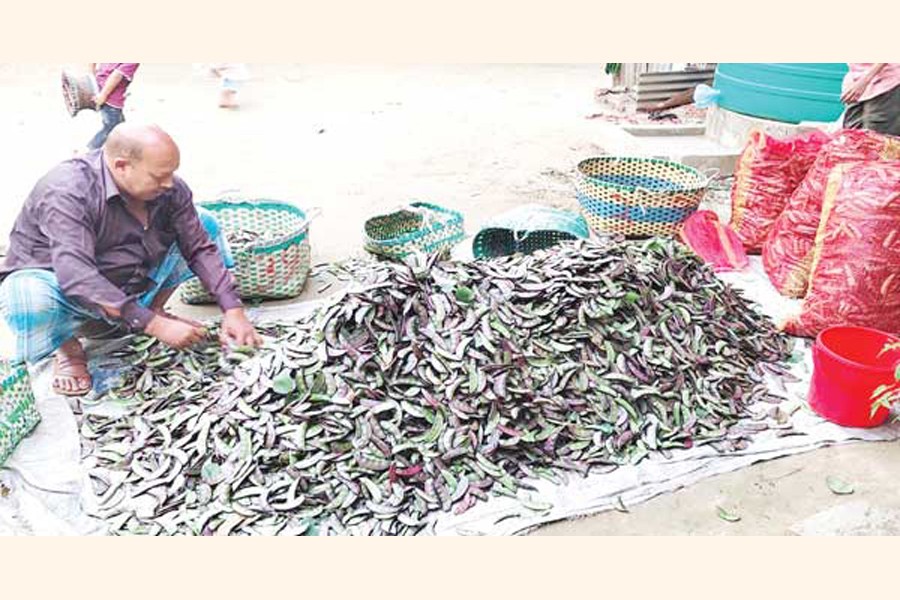 A farmer sorting out bean before sale in Sitakunda upazila of Chattogram