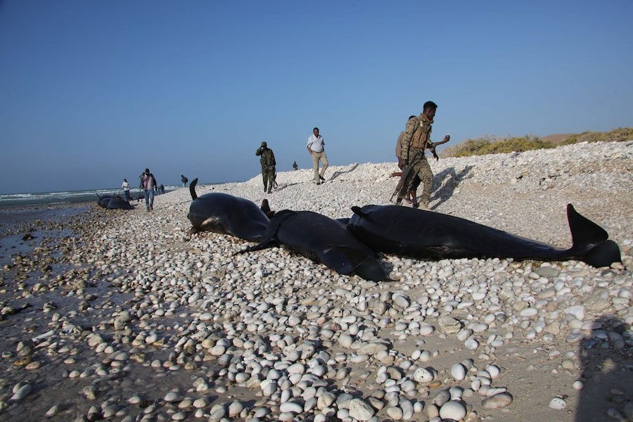 People walk near dolphins washed up on a beach outside Bosaso, Puntland, Northern Somalia, January 24, 2025.