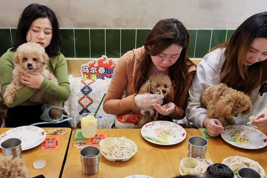 Dog owners feed their dogs during a dinner for dogs event ahead of the Lunar New Year at Kong Shan Yunnan Bistro restaurant in Shanghai, China, January 25, 2025.