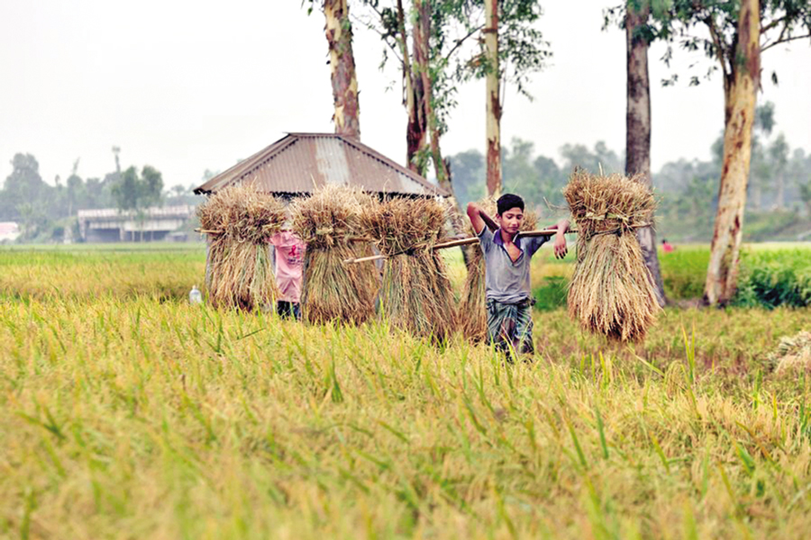 Farmers carry bundles of rice grain stalks during the rice harvesting season in Natore, Bangladesh on May 4, 2024