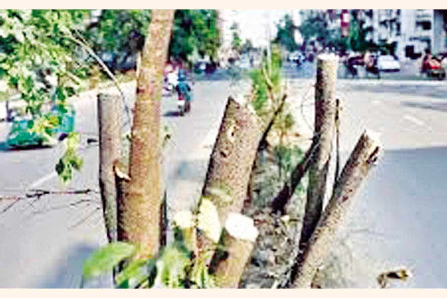 Trees felled on Tuesday on the Saat Masjid Road in the city recently