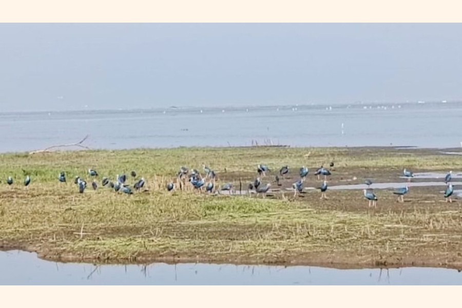 A view of Baikka Beel in Sreemangal upazila of Moulvibazar — FE photo