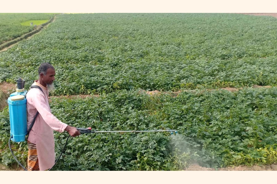 A farmer spraying fungicide to cure his late blight-affected potato field in Jaigirhat area of Mithapukur upazila of Rangpur district — FE photo