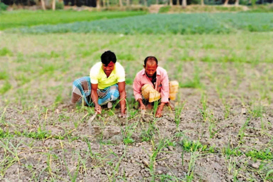 Farmers were pictured working in an onion-cum-garlic field at Mandari village in Chandpur Sadar recently