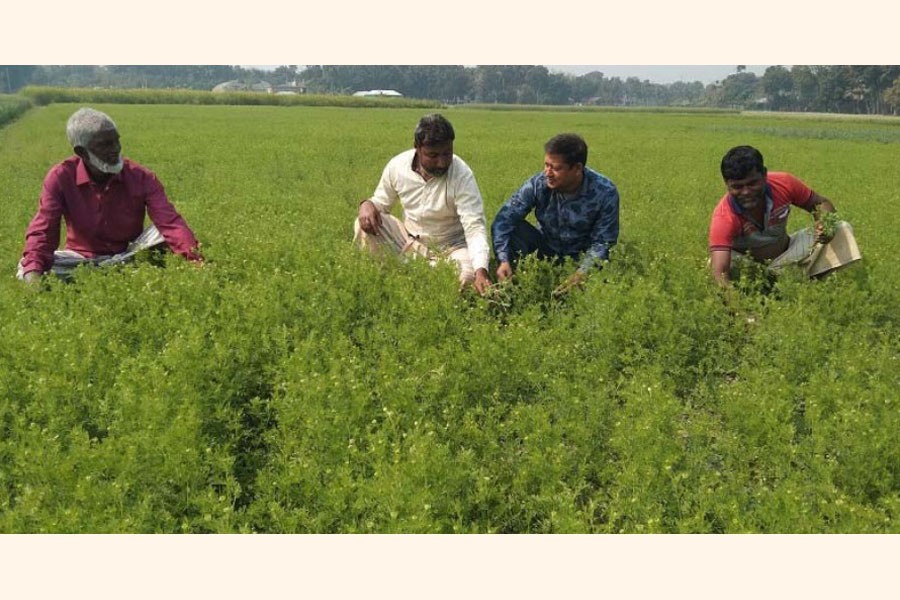 Farmers busy working in a black cumin field at Ovirampur village in Atgharia upazila of Pabna district