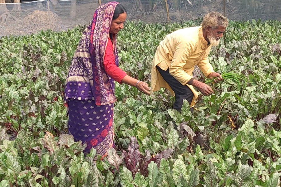 Farmers working in a beetroot field at Supari village in Laxmipur union of Gaibandha Sadar Upazila