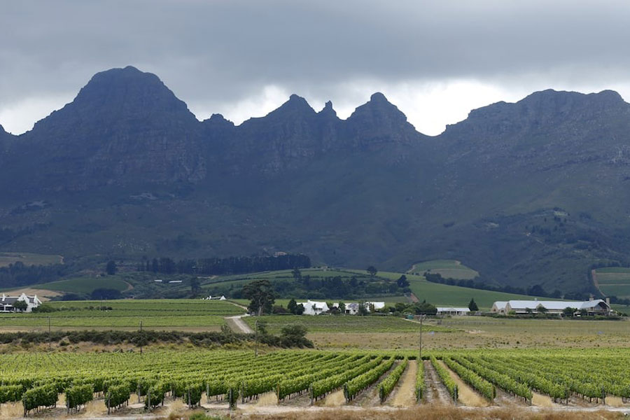 Vineyards sit beneath hills at a farm near Stellenbosch, in the country's wine producing region, South Africa, November 13, 2015. Picture taken November 13, 2015.