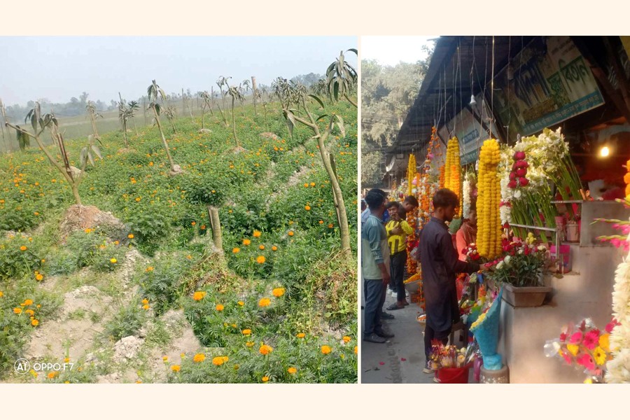 A view of a marigold garden at Ranipukur in Mithapukur upazila of Rangpur district (left) and a seller busy selling flowers at a shop in the Police Lines area of Rangpur city