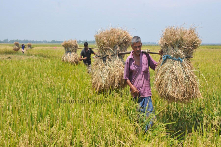 Boro farmers returning home with the early variety of paddy from Bisrapara village in Godagari upazila of Rajshahi district (left), and farmers busy harvesting paddy at Kulaghat village of Sadar upazila in Lalmonirhat district — FE Photos