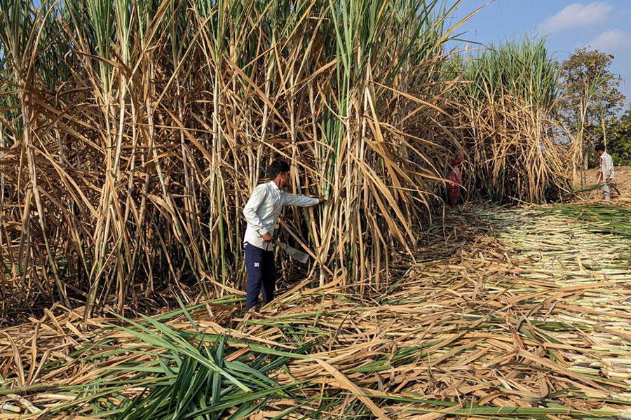 Workers harvest sugarcane in a filed in Kolhapur district in the western state of Maharashtra, India, Nov 30, 2023.