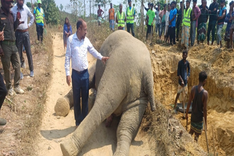 ফাইল ছবি।