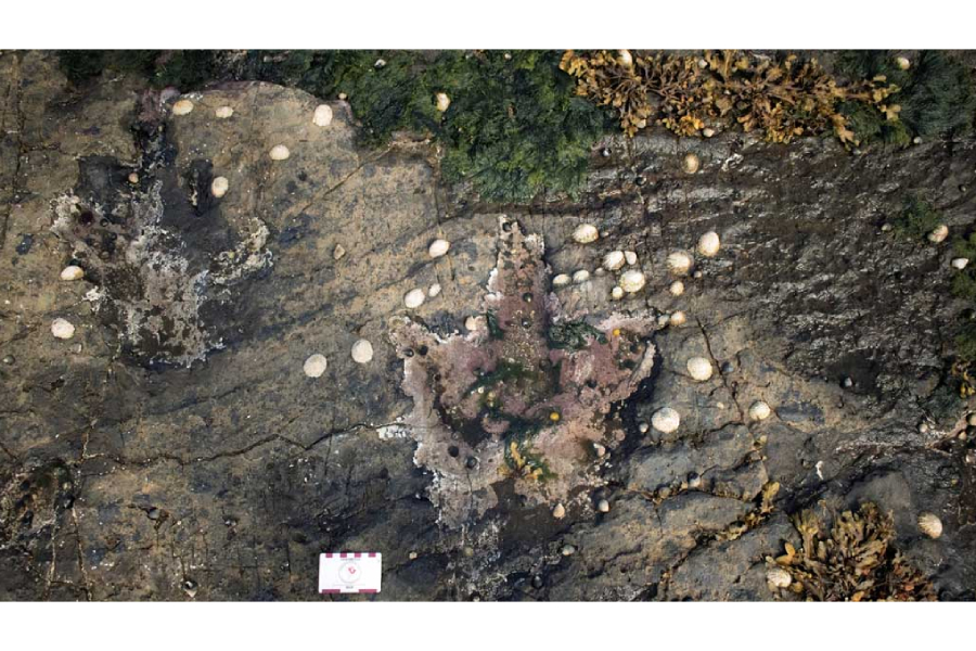 A pair of fossilized footprints left by meat-eating dinosaurs from the dinosaur family called megalosaurs are seen at Prince Charles Point on the Isle of Skye, Scotland, in this undated photo released on April 2, 2025.