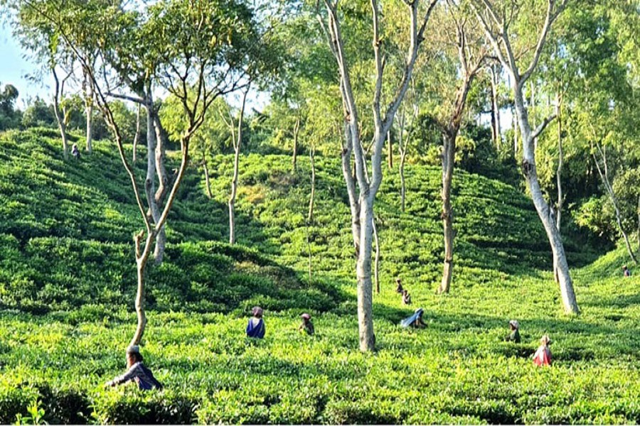 A view of the country's oldest commercial tea garden Malnichhera Tea Garden in Sylhet district
